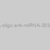 AXMIR-203 RNA oligo anti-miRNA-203a-3p with Xmotif